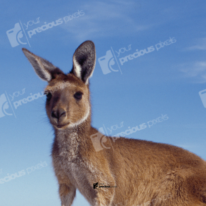 Australia Photo Book Template
